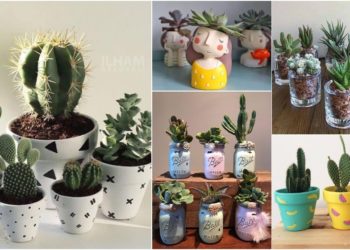 [11 Gambar] Pokok Kaktus Sebagai Flora Hiasan Rumah. Cantik & Mudah Dijaga!