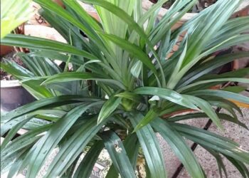 Cara Tanam Pandan Tanpa Tanah. Subur & Segar Merimbun. Boleh Cuba!