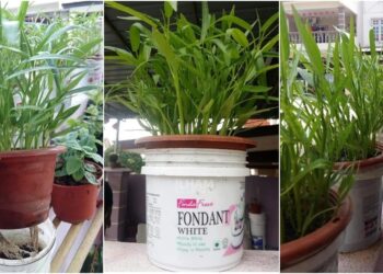 Ikuti Cara Wanita Ini Tanam Kangkung Dalam Tong. Sangat Subur Menghijau. Mudah & Menjimatkan!