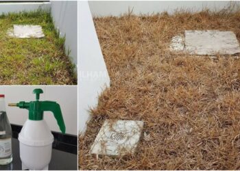 Hapuskan Rumput Liar Di Laman Rumah Dengan Cuka & Sabun Pencuci. Ini Caranya!