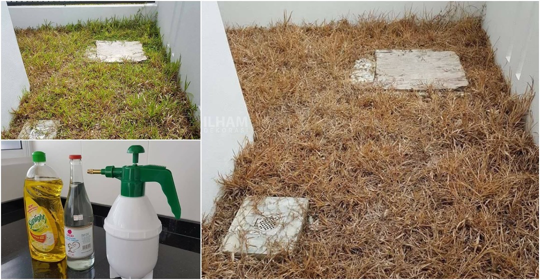 Hapuskan Rumput Liar Di Laman Rumah Dengan Cuka & Sabun Pencuci. Ini Caranya!